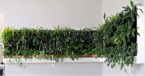 live wall installation, living wall, green wall, plant wall, commercial, residential